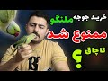 راهنمای خرید جوجه طوطی ملنگو قانونی و سالم خرید ملنگو سرلاکی 