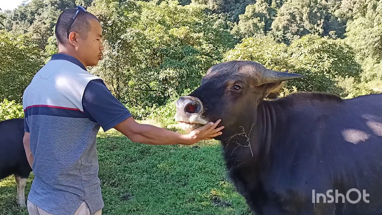 Mithun/Gayal (Bos Frontalis) - The State Animal of Arunachal Pradesh