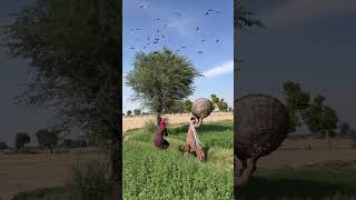 Farmer hunting black Raven😱🪺 #birds #hunting #kabutar #huntingbirds #farming #animals