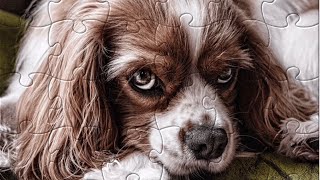 Jigsaw Puzzles Pro dog screenshot 4