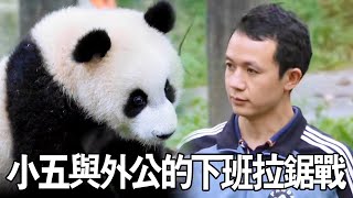 莽小五賴在木架拒不下班與外公展開激烈的下班拉鋸戰真是不叫人省心【寶姐拍熊貓】