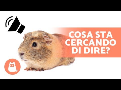 SUONI di cavie