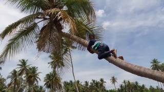 Coconut tree fall down