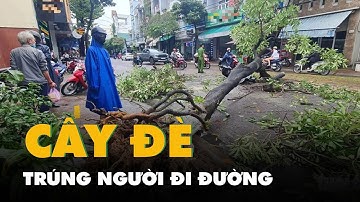 Cây lớn đổ trong mưa, đè trúng người đi đường
