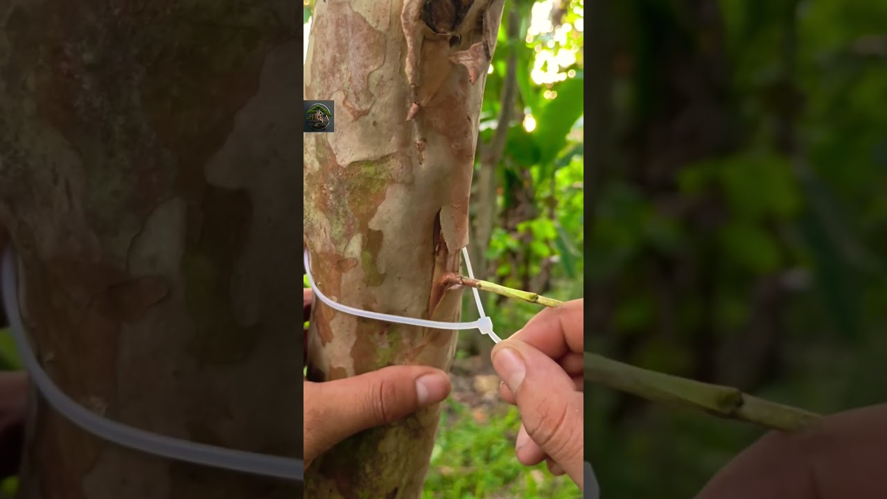Easy and fun grafting practise🌳🌳#shorts #youtubeshorts #nature #garden #diy #fruit
