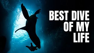 Scuba Diving with Sea Lions in Los Islotes, Mexico