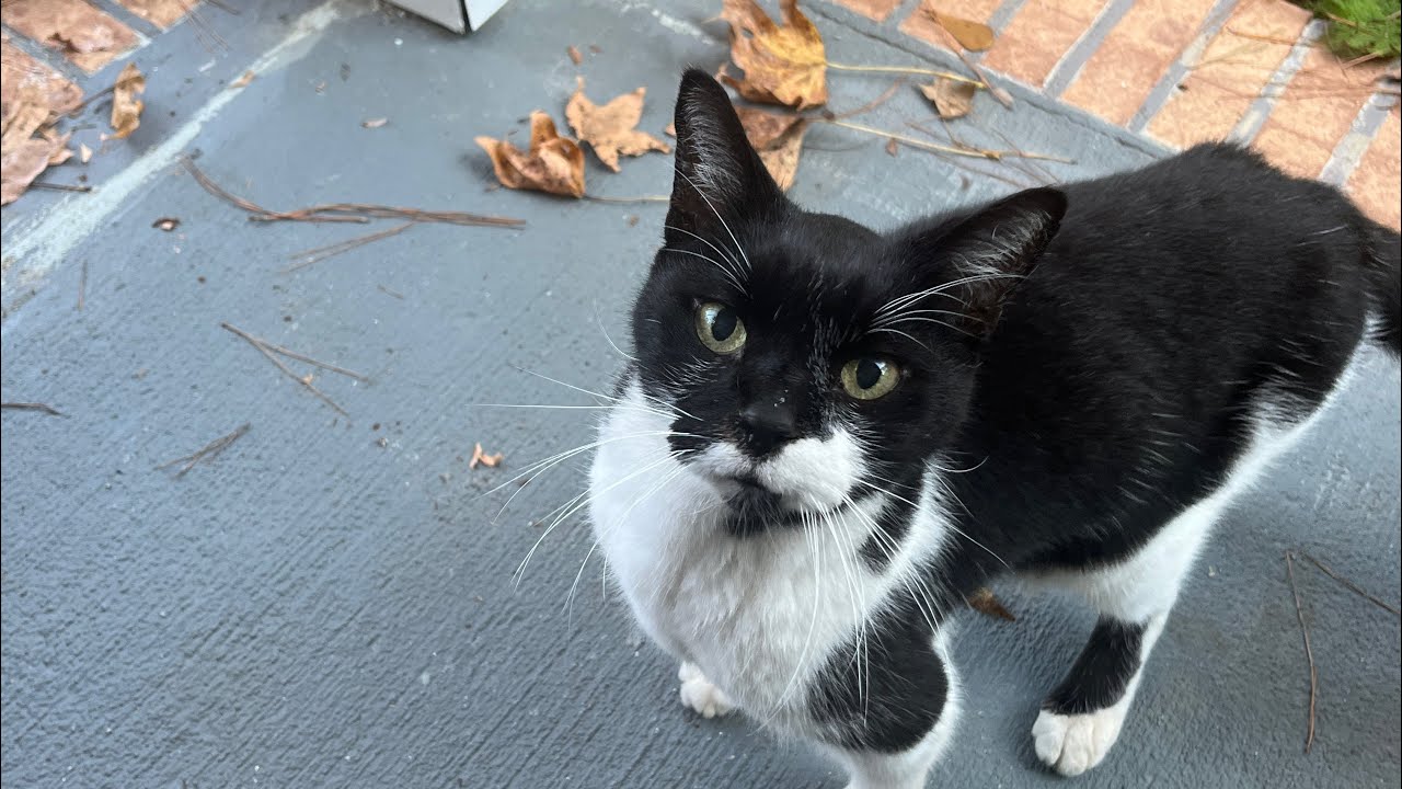 Brewster & Bear: The Cats at Paw-Paw's House