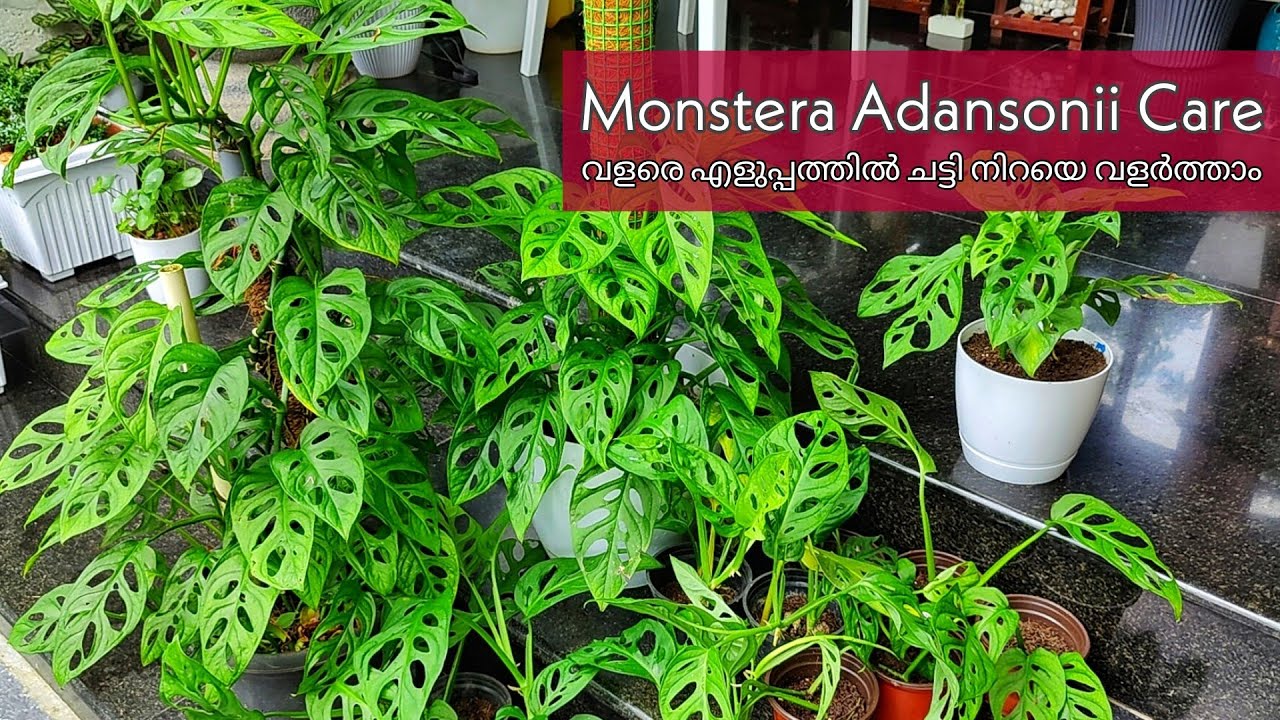 Monstera Adansonii care n' propagation | എളുപ്പത്തിൽ ചട്ടി നിറയെ വളർത്തിയെടുക്കാം