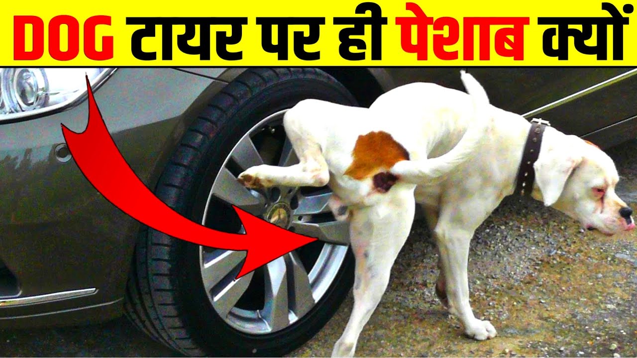 कुत्ते टायर पर ही पेशाब क्यूँ करते हैं? Why Dogs Pee On Car Tyres