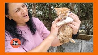 Alone and Neglected Poorly Kitten is Rescued from a Busy Road