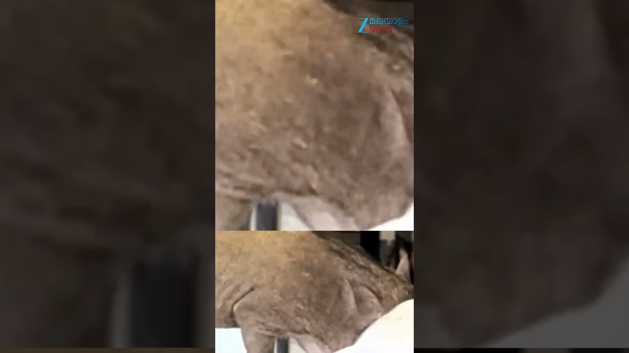 #Shorts  താമരശ്ശേരിയിൽ ബേക്കറിയിലേക്ക് ഓടിക്കയറി കാട്ടുപന്നി #Thamarassery