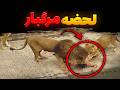 حمله واقعی شیر به زن آمریکایی توریست لحظه ای که با دوربین ثبت شد و همه رو شوکه کرد 