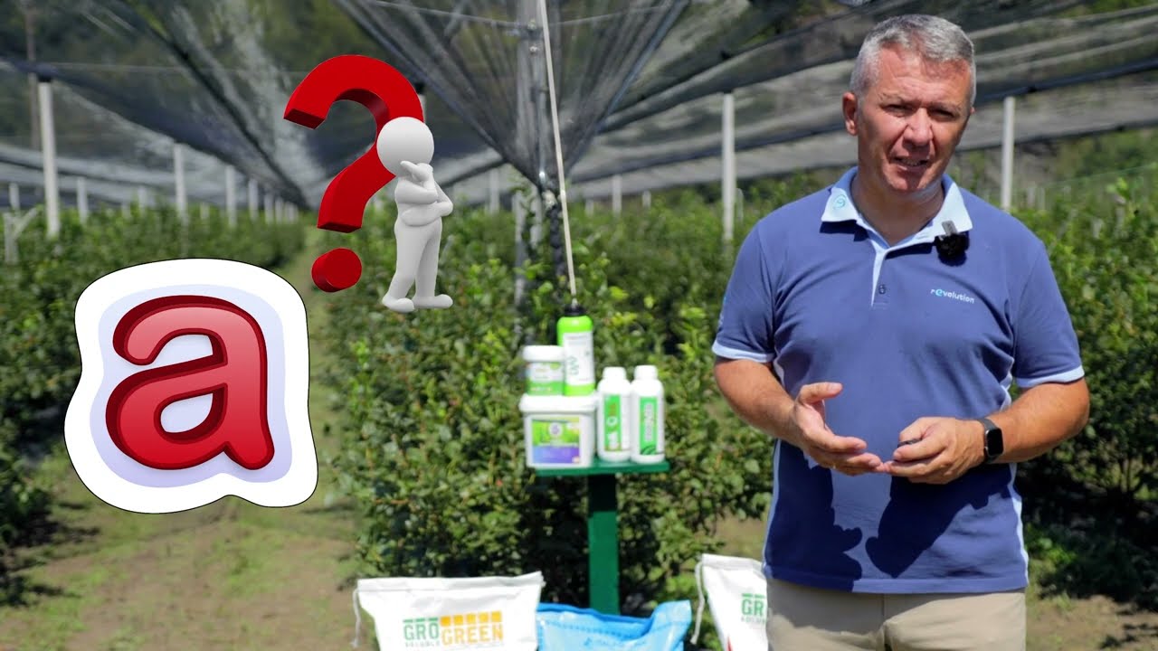 Borovnica & rEvolucija