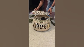 The chicks are three days old #chicken #chicks #chickenlover #pet