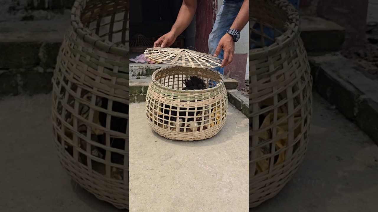 The chicks are three days old 