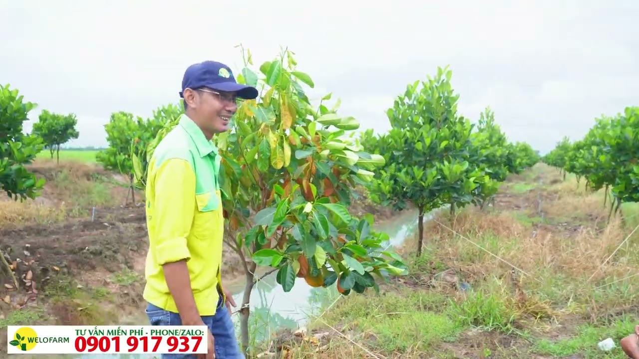 Mít ruột đỏ vàng lá thối rễ , nguyên nhân và giải pháp