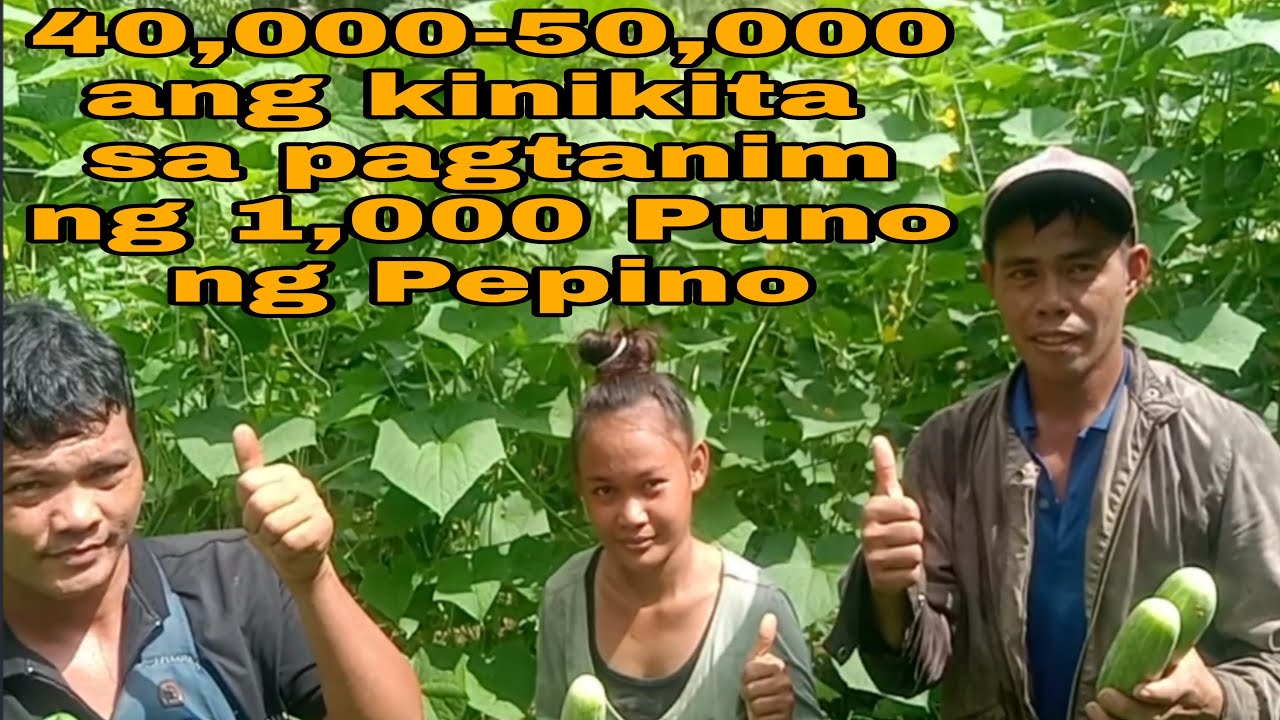 40,000-50,000 Ang kikitain sa 1,000 Puno Ng Pepino | province boy