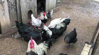 Cedar Hill Marans - Birchen Marans and Splash Marans