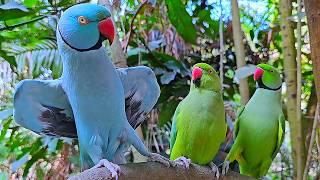 Ringneck Parrot Talking Video