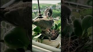 Download Lagu TERNYATA DERKUKU JANTAN DAN BETINA SAMA SAMA MBEKUR MP3