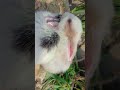 Preety little baby #song #tranding #makeup #nature #vairalvideo #shortvideo