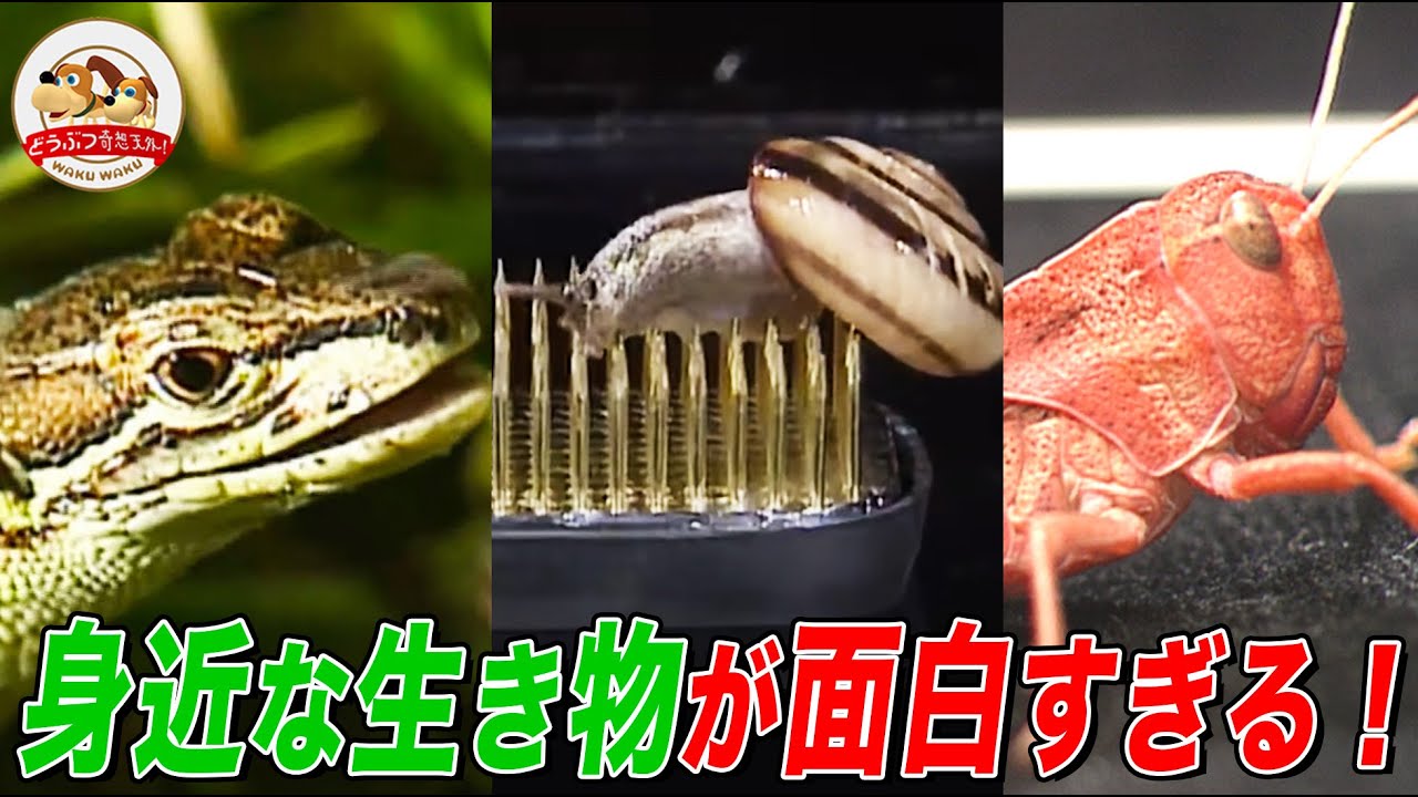 【夏休み自由研究SP】身近な生き物の面白すぎる映像特集！トカゲとカマキリの弱肉強食！ピンクのバッタ、カタツムリの特殊能力…意外な事実で学校のみんなに自慢しよう！！【どうぶつ奇想天外／WAKUWAKU】