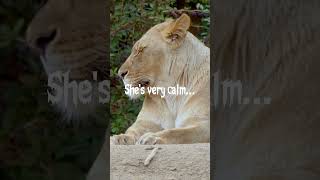 Celebrity A lioness. #hunter #strength #bestrong #stoicmindset #stoicism Net Worth