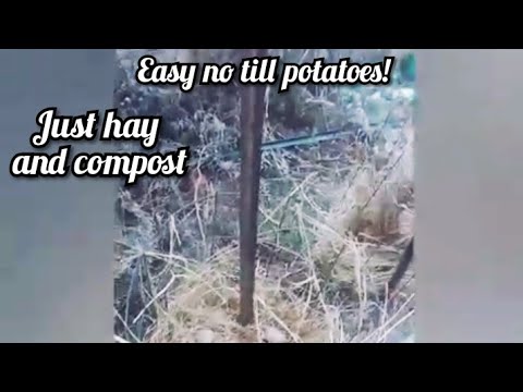 Planting potato's no till how to and when to plant - YouTube