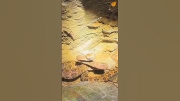 Rắn lục cườm tung "liên hoàn mổ" | @thegioiran