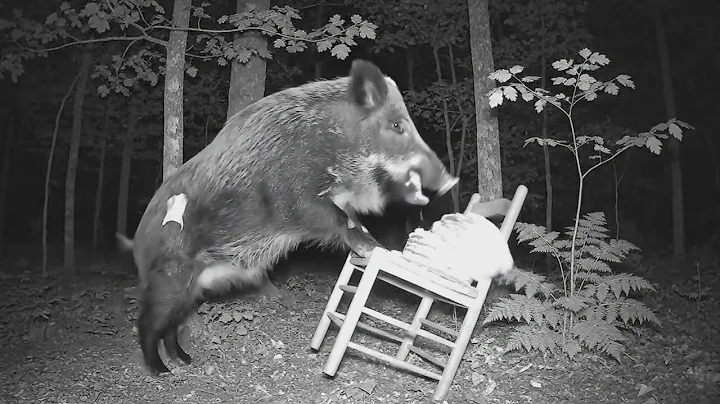 Yukon Trail Cam: Wild Boar With Champagne, Grizzly, and a Mysterious Primate