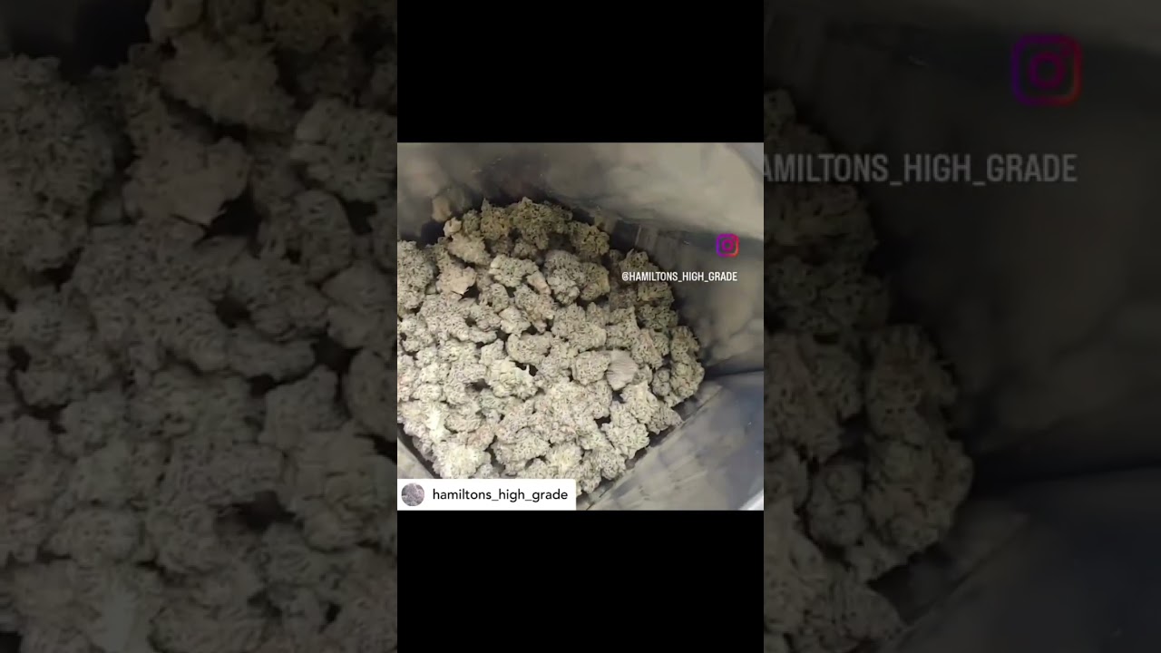 Throw back to the SFV OG pheno hunt I did at Hideaway Farms 🔥🔥🔥 Bred by Seeds from Grown