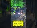 مریم نواز کی بیٹی کے نکاح کی تقریب، وزیراعظم شہباز شریف اور نواز شریف کی فیملی کے ساتھ انٹری دیکھئے