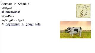 Talk to me in Arabic Live 6 ! Animals in Arabic !