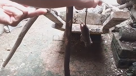 Bẫy chuột thông minh của sao thần nông | Smart mouse trap 🐭