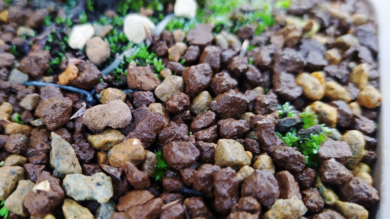 Sustratos para bonsái y alternativas