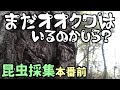 【昆虫採集】 昔のオオクワ採集ポイント行って見た クワガタ採集 カブトムシ採集 2018年 【insect collecting】