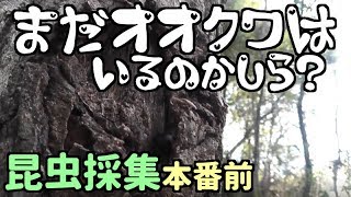 【昆虫採集】 昔のオオクワ採集ポイント行って見た クワガタ採集 カブトムシ採集 2018年 【insect collecting】