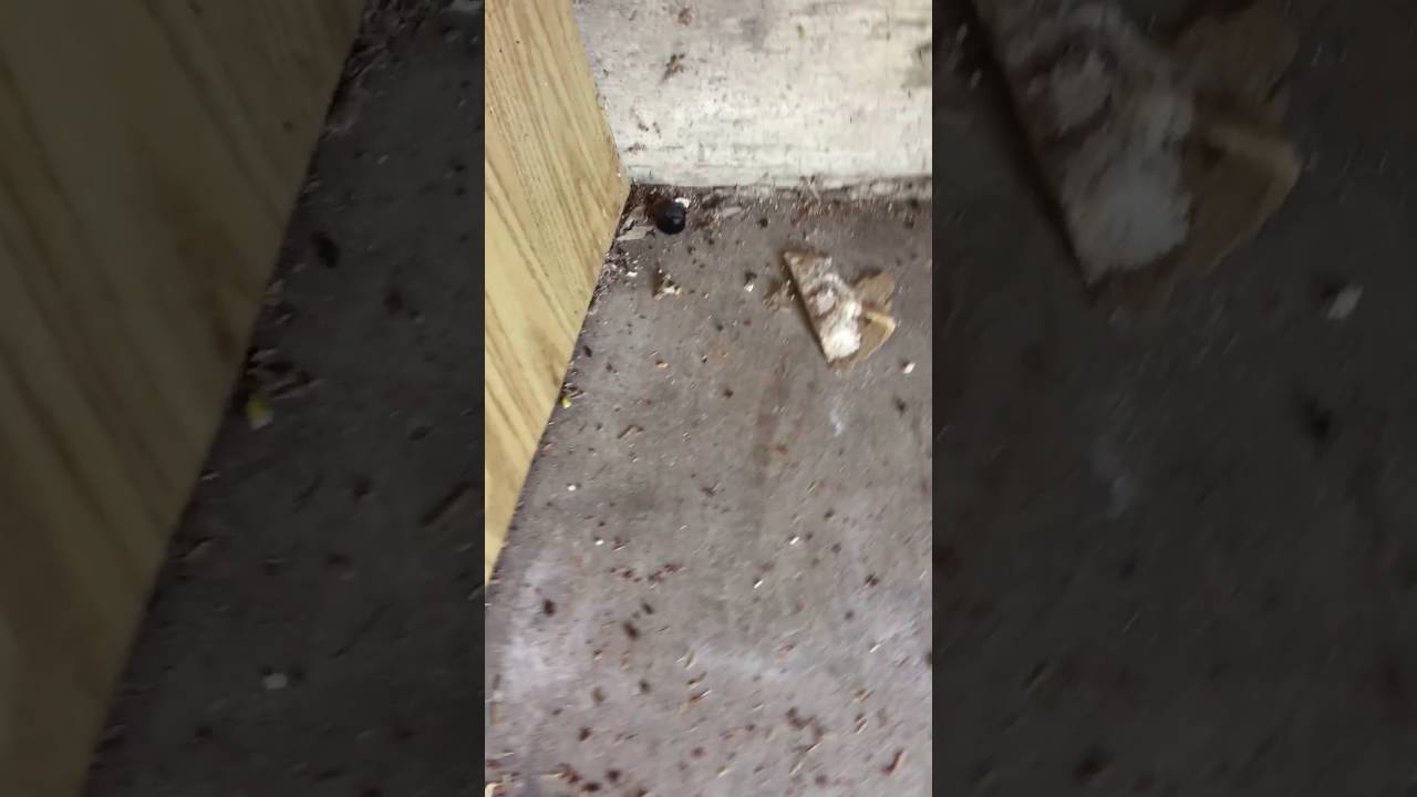 How To Clean Up Mouse Droppings In Garage Dandk Organizer