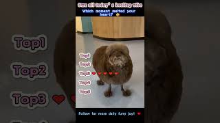 Cats' confusing daily moments #funny #funnyanimals #animallife