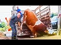 Cow HOOF TRIMMING and Mega Machines Farming 2024 | COW COMFORT | COW HOOF PROBLEMS | DAIRY COWS