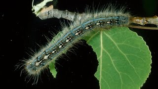 Cankerworms Everywhere Canada/ Winnipeg /Manitoba Via Kildonan Place Mall