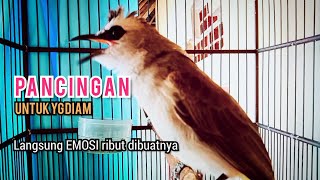 TRUCUK BETINA memanggil lawan, pancingan trucuk agar BUNYI GACOR 