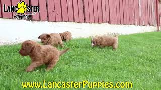 Lively Cavapoo Puppies