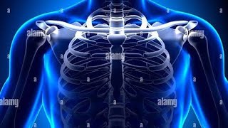 How to Identify Sex with Clavicular Bone | 2022
