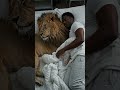 a man is sleeping with a lion