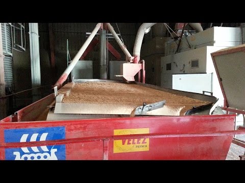 Video: Cultivamos Cereales En El Sitio