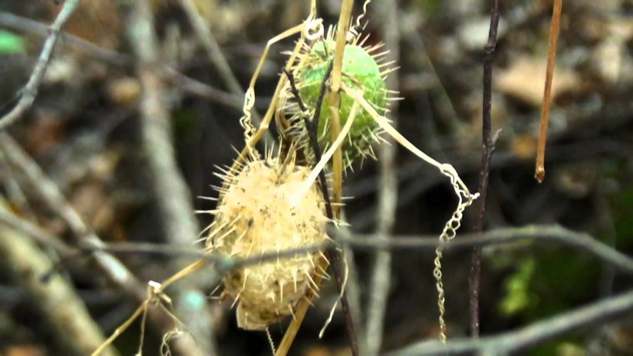 Pods, What are They?, Wild Cucumber YouTube