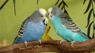 Budgies Singing and Talking to Each Other