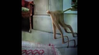 Watch Andrew Bird Nights Falling video