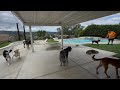 DOGEX: Doc the Labrador Comes Over to Play 